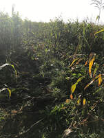 vildsvin stort problem för bönder